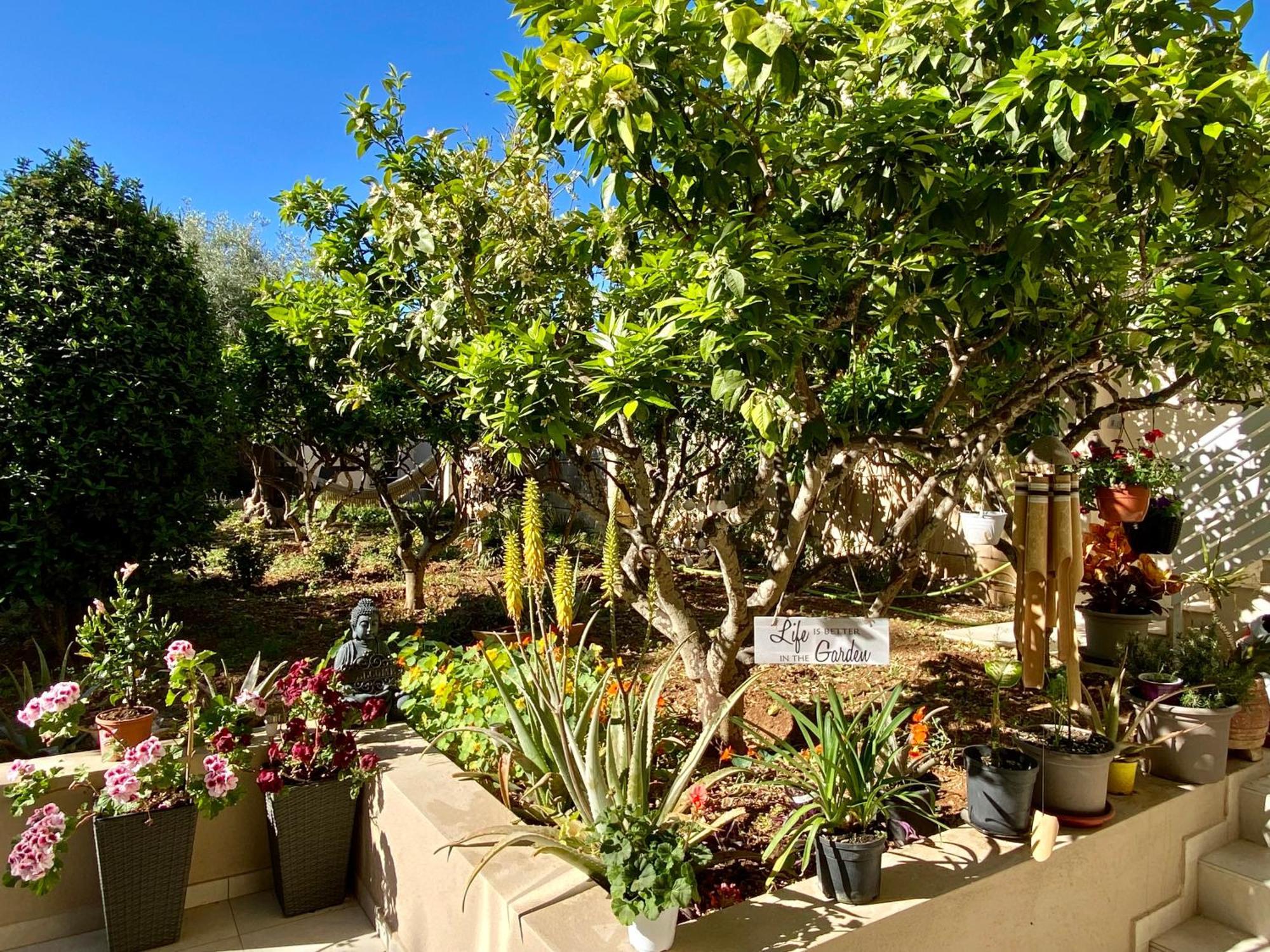 מוסטה Maltese Garden Villa מראה חיצוני תמונה